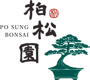 posung-bonsai