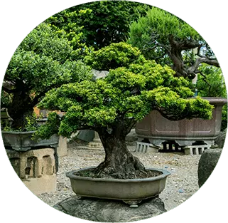 posung-bonsai