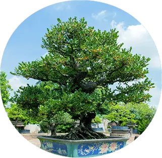 posung-bonsai