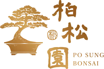 posung-bonsai