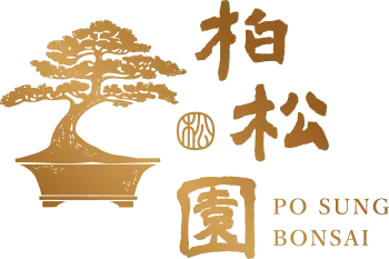 posung-bonsai